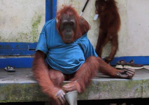 monkey 5